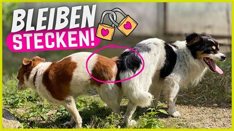 Pornofolm frau fickt mit hund xVideo